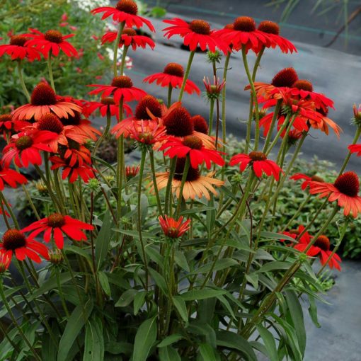 Echinacea purpurea dixie scarlet